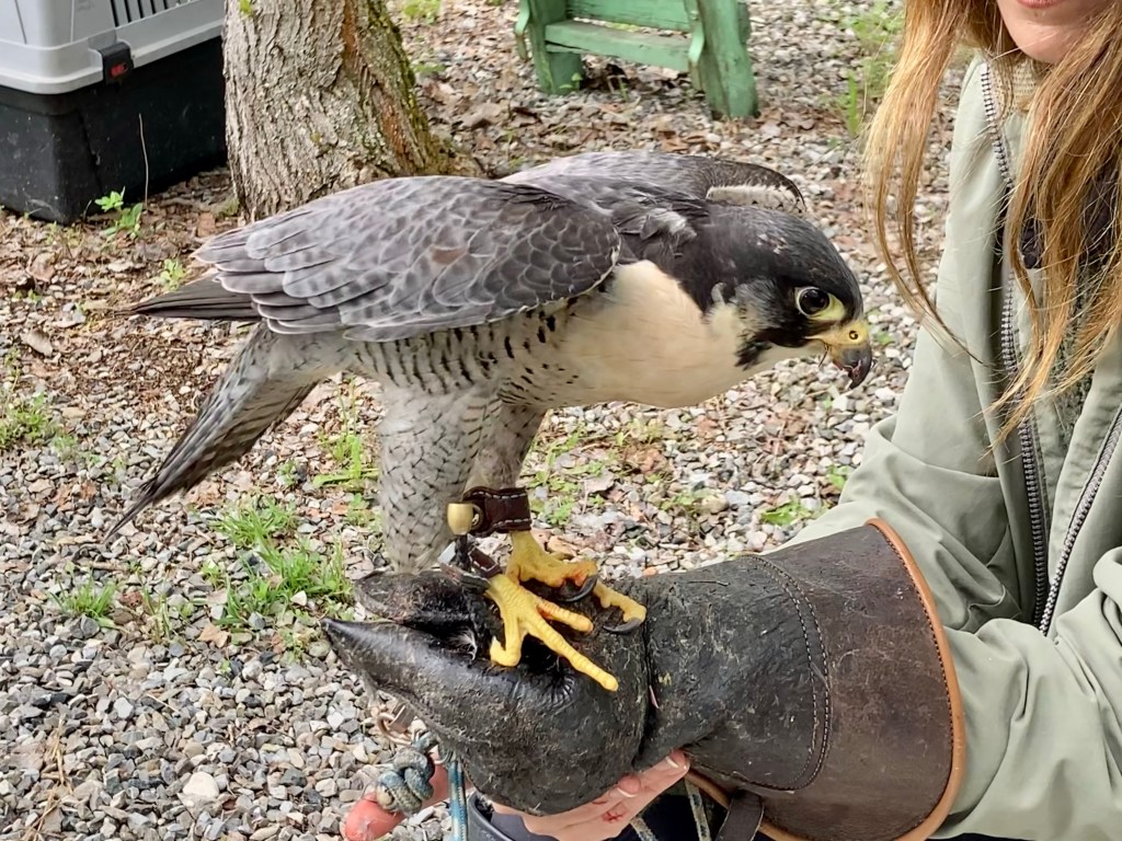 Lodolaio o Falco pellegrino? oppure cosa?, image size:1024x768