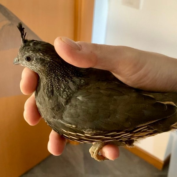 R.I.P. Windows (5 maggio 2021-16 ottobre&nbsp;2024)